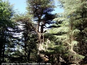 Djebel Babor (Des arbres géants )