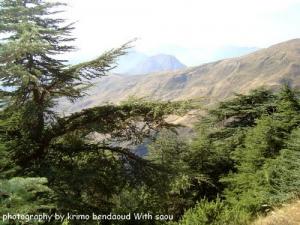 Djebel Babor (Des arbres géants)