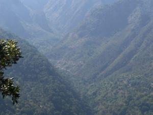Verdure de la forêt de Béjaia