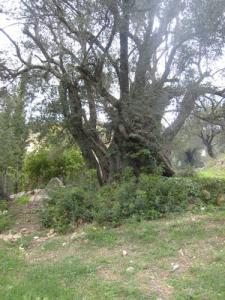 Ait Moussa 2009 le plus vieux olivier de la région