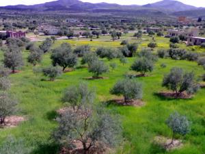 Verdure aux alentours de Béjaia
