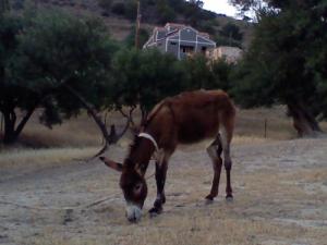 tala el vir / il fut un temps