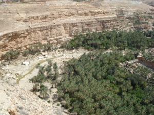 Palmeraie à Ghoufi (Wilaya de Biskra)