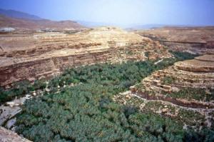 Une palmeraie de Oued El Abiod