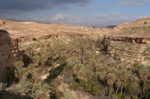 Une palmeraie de Rhoufi