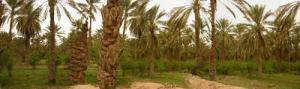 Le finage oasien dans les Oasis de Chettma à Biskra (Algérie) un espace oasien qui a prouvé le mérite d'exister depuis des siècles malgrés les contraintes