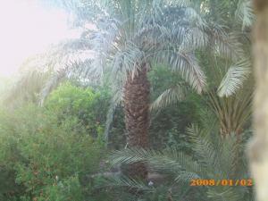 Une Palmeraie de Biskra