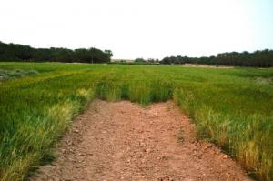 Une ferme agricole de Biskra