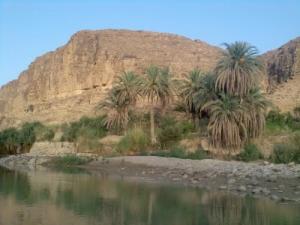 Végétation et palmiers au bord d'un Oued de Biskra