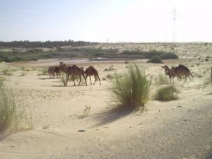 Troupau de Chameaux à Biskra