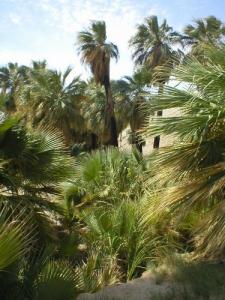 Une Palmeraie de Biskra