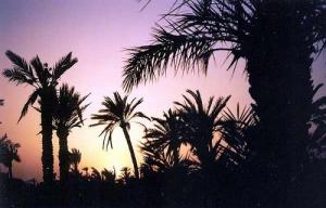 Une Palmeraie de Biskra
