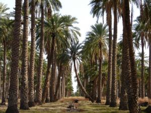 Ferme de dattes à Foughala