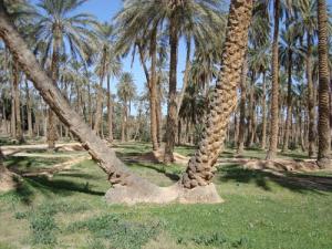 Une Palmeraie de Biskra