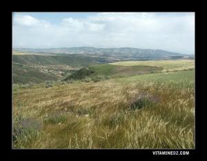 الحقول الخضراء لمنطقة بني غنام