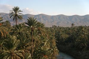 Une Palmeraie de Biskra