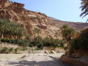 Une palmeraie de la commune de Mchouneche