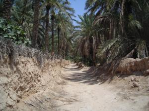 Sentier de terre dans une palmeraie de Biskra