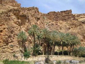 Palmeraie de M'chouneche