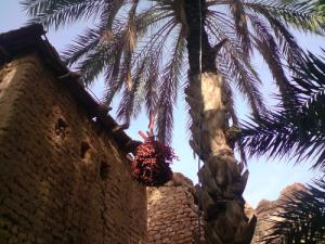 Les dattes de Mchouneche