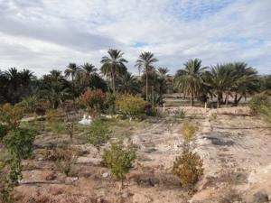 Une Palmeraie de Biskra