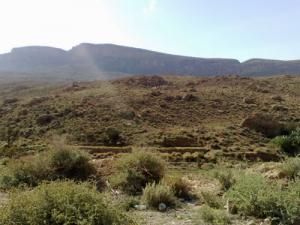 Verdure aux abords de Biskra