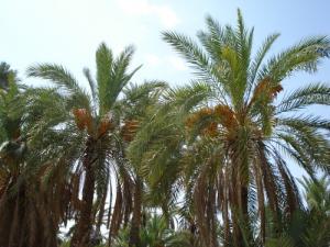 Les palmiers à dattes