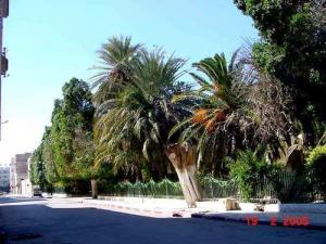 Une allée au centre ville de Biskra