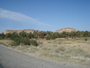 Palmeraie à Biskra