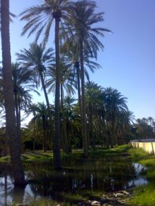 Palmeraie de Sidi Okba à Biskra