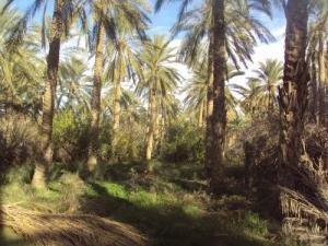 Une Palmeraie de Biskra