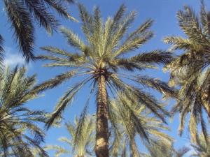 Palmiers  Deglet Nour  à Biskra