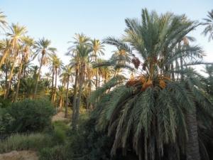 Une Palmeraie de Biskra