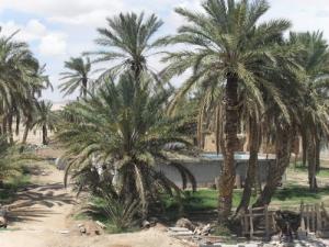 Une Palmeraie de Biskra