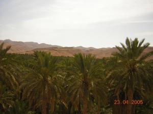 La palmeraie de M'chouneche