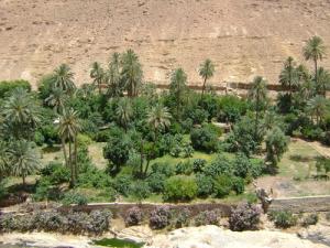 Une Palmeraie de Bousaada