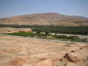 Gigantesque palmeraie à Mchouneche