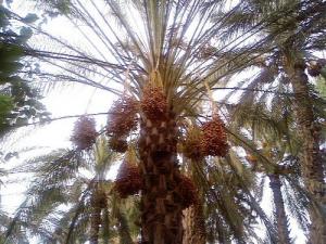 Palmier de Deglet Nour à Biskra