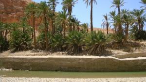 Une Palmeraie de Biskra
