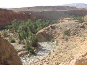 Palmeraie à Ksar Ouled Ayoub