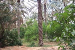 Cultures en étages Oasis de Ouled DJellal