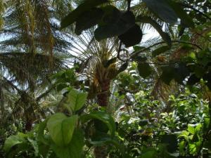 Une Palmeraie de Biskra