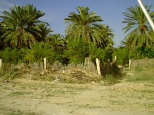 Champ de palmier de Deglett Nour à Biskra