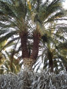 Palmier Jumelé dans une palmeraie de Biskra