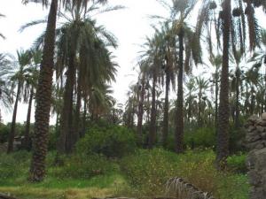 Une Oasis dans la périphérie de Biskra