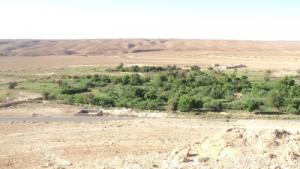 Un Jardin dans la périphérie de Biskra