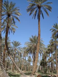 Une Palmeraie de Biskra