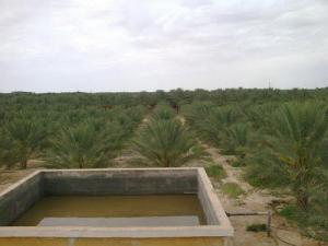 Une Plantation de palmiers à Biskra