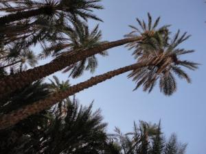 Une Palmeraie de Biskra