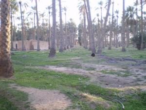 Une Palmeraie de Foughala